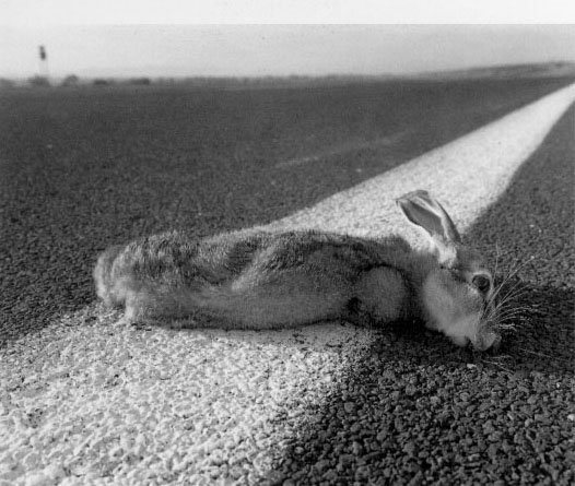 Jeffrey Silverthorne Dead Rabbit, New Mexico, 1972