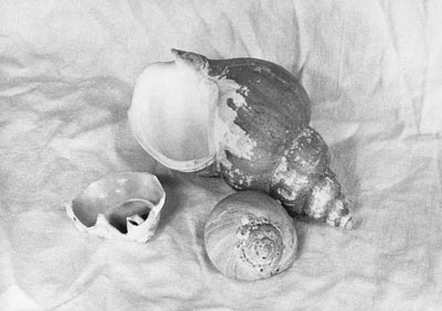 M.Pavin. Shells