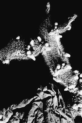 M.Pavin. The Creature Unknown to Science