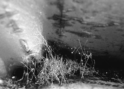 M.Pavin. Untitled