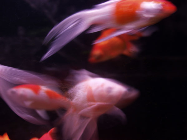 ����: ������ �������