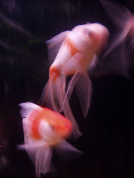 ����: ������ �������