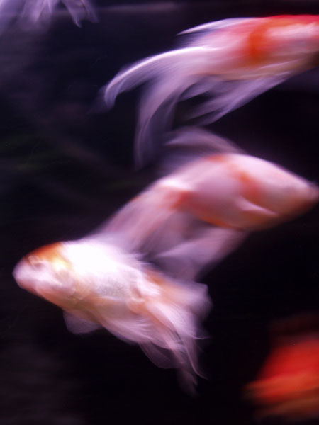 ����: ������ �������