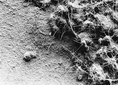 M.Pavin. Dustworld