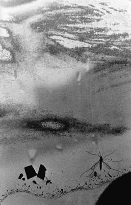 M.Pavin. Autumn