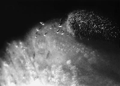 M.Pavin. Untitled