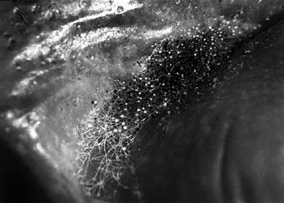 M.Pavin. Untitled